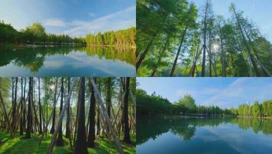 落羽杉水杉森林树林湖泊倒影风景高清在线视频素材下载