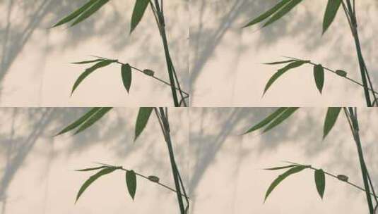 映射在墙上竹子影子高清在线视频素材下载