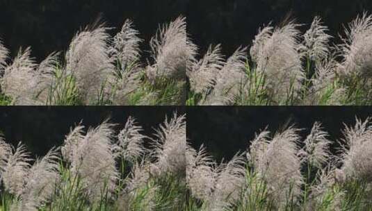 芦苇 草本植物 芦苇属 江河湖高清在线视频素材下载