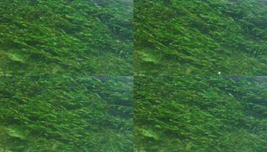 水草流水藻类高清在线视频素材下载