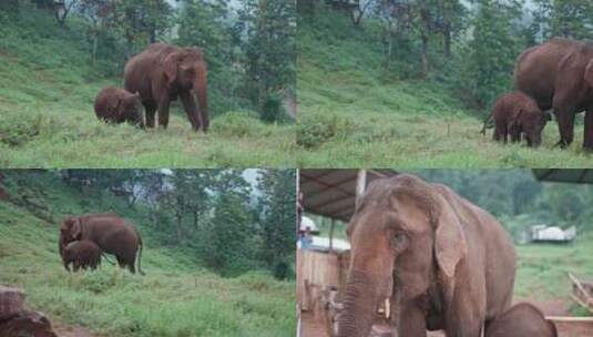 野生亚洲象高清在线视频素材下载