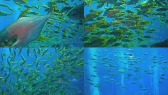鱼群海洋馆水族馆海底世界高清在线视频素材下载