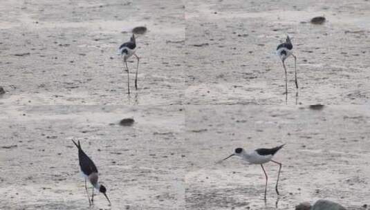 黑翅长脚鹬在深圳湾公园滩涂觅食高清在线视频素材下载