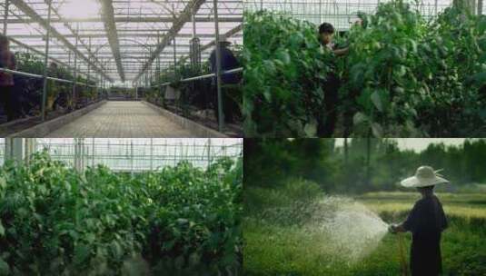 菜棚 花棚 植物 花卉 灌溉 园丁高清在线视频素材下载