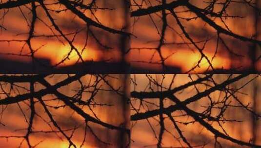 黄昏唯美枯树枝剪影空镜高清在线视频素材下载
