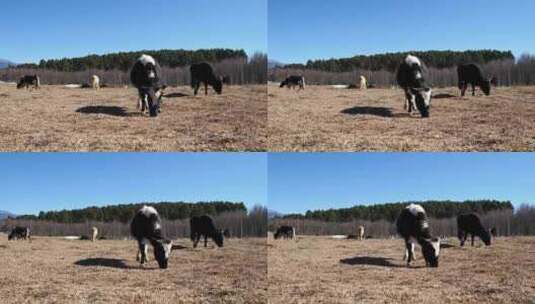 高原牧场小牦牛吃草高清在线视频素材下载