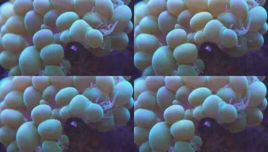 气泡珊瑚高清在线视频素材下载