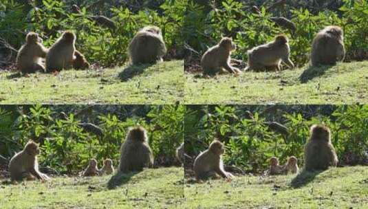 草地上玩耍的猴子高清在线视频素材下载