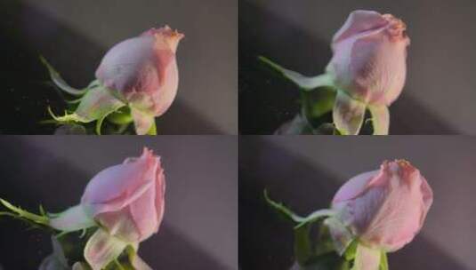 花苞玫瑰花蕾520鲜花 (12)高清在线视频素材下载