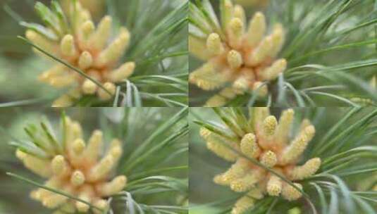 松花粉 微距 松针  植物高清在线视频素材下载