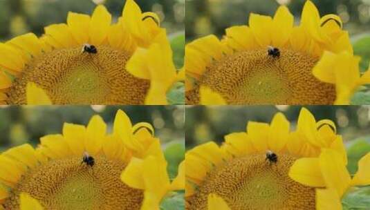 向日葵蜜蜂高清在线视频素材下载