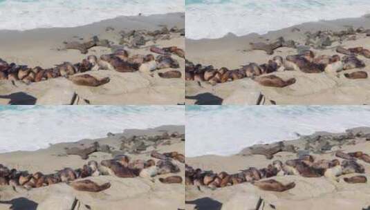 在海边晒太阳的海豹高清在线视频素材下载