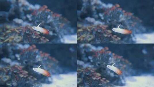 特写水下的一只鱼高清在线视频素材下载