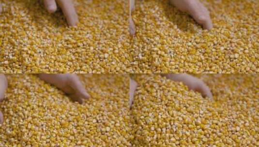 农民手中的玉米粒高清在线视频素材下载