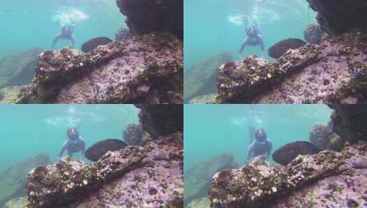 潜水员接近水下的鹰鱼高清在线视频素材下载