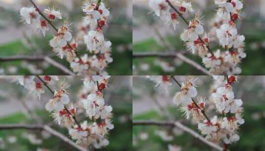 春天樱桃花盛开高清在线视频素材下载