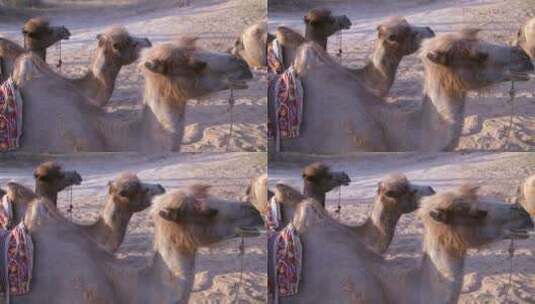 骆驼排成一排在沙漠上休息高清在线视频素材下载