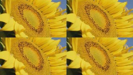 向日葵花环植物特写高清在线视频素材下载