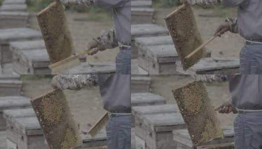 养蜂素材12高清在线视频素材下载