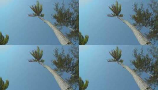 微风吹动的棕榈树高清在线视频素材下载