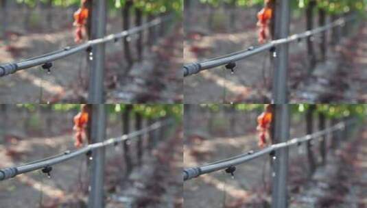 葡萄园滴灌系统使用中高清在线视频素材下载