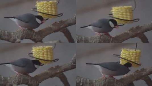 山雀吃玉米进食小鸟鸟类高清在线视频素材下载