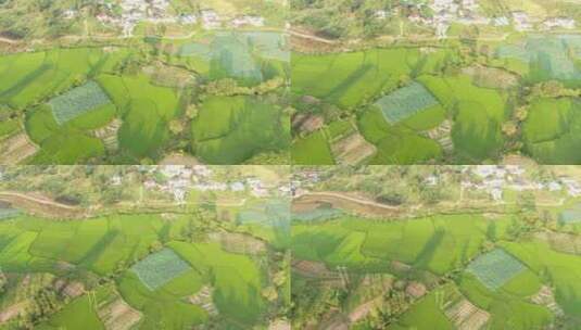 航拍绿色农田水稻种植高清在线视频素材下载