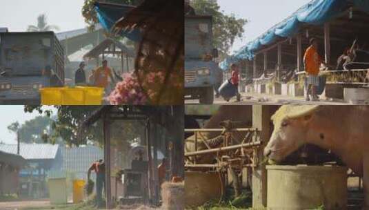 泰国旅游视频泰国牛村水牛饲养场高清在线视频素材下载