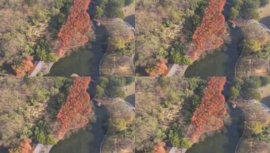 航拍上海共青森林公园秋景高清在线视频素材下载