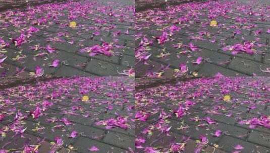 雨后散落的花瓣高清在线视频素材下载