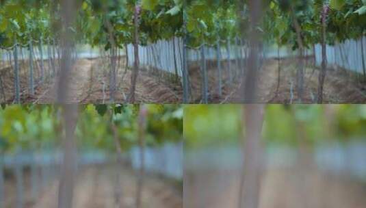 葡萄园大棚里葡萄的树干特写高清在线视频素材下载