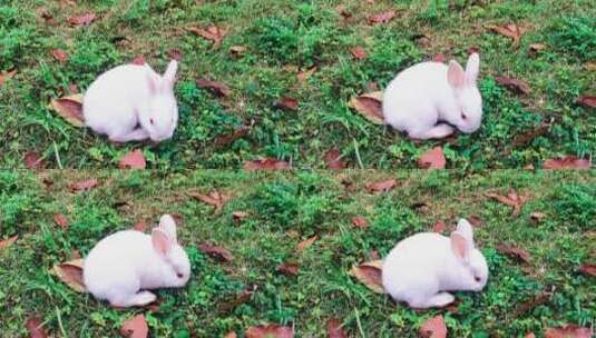 可爱兔子小白兔兔子吃草高清在线视频素材下载