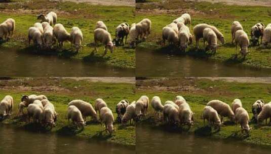 绵羊在河边饮水和进食高清在线视频素材下载
