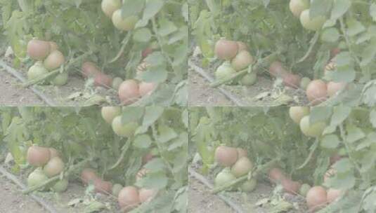 番茄种植LOG视频素材高清在线视频素材下载