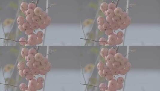 秋季树枝上成熟的海棠LOG高清在线视频素材下载