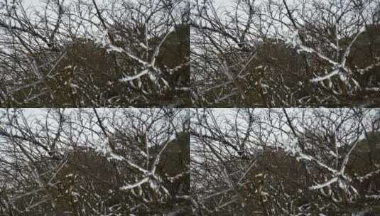 实拍冬天雪景雾凇高清在线视频素材下载