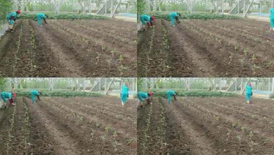 农民种植蔬菜高清在线视频素材下载