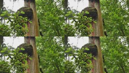杭州临安西天目山里的百年银杏树和台阶高清在线视频素材下载