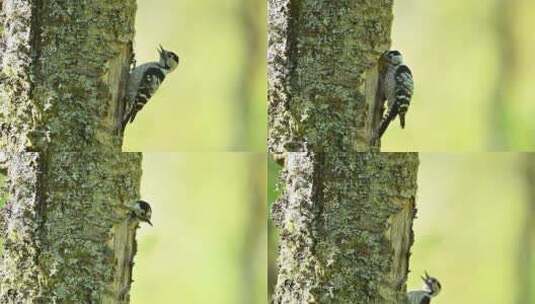 啄木鸟在森林树干上觅食做窝高清在线视频素材下载