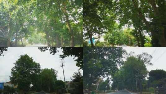 实拍蓝天风吹树枝树叶植物高清在线视频素材下载