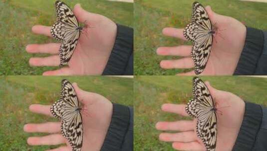 手里的美丽蝴蝶高清在线视频素材下载