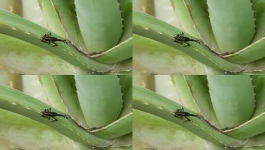 趴在植物上的昆虫高清在线视频素材下载