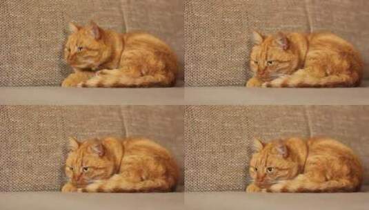 美丽的红猫躺在沙发上高清在线视频素材下载