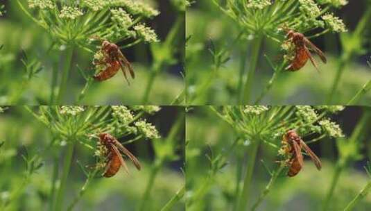 黄蜂趴在莳萝上高清在线视频素材下载