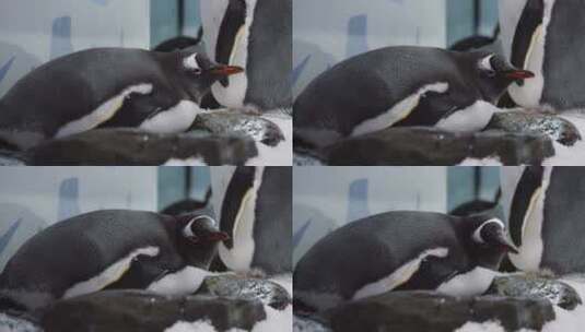 胖胖的企鹅躺在围栏里的岩石上高清在线视频素材下载