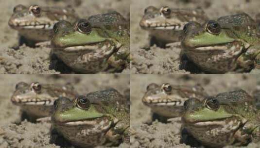 沙地里的青蛙肩并肩高清在线视频素材下载