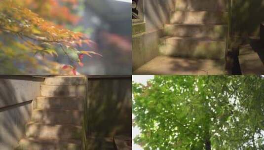 5个清新树叶光影空镜头 60帧高清在线视频素材下载