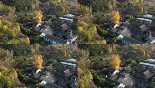 陕西省西安市古观音禅寺银杏树航拍高清在线视频素材下载