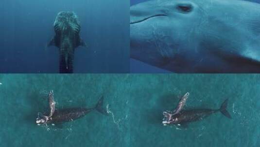 海底游动的鲨鱼高清在线视频素材下载