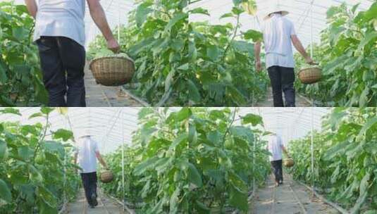 茄子种植高清在线视频素材下载